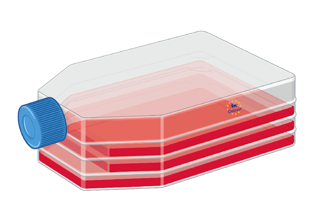hTLR4-HA Cells