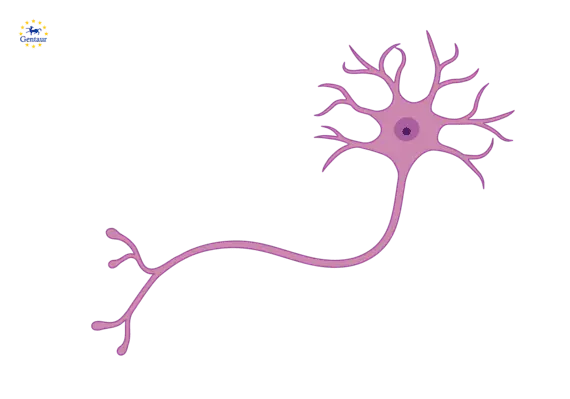 Met Enkephalin Antibody