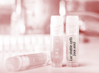 Luciferase-Labeled PC9 Cells (PC9 + LUC)