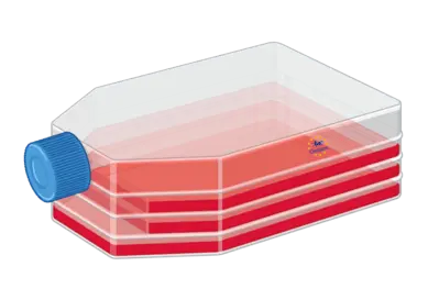 [FM-293-htlr2ha] hTLR2-HA Cells