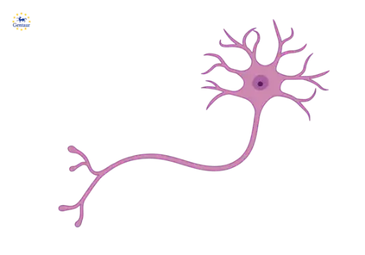 [FM-484-22806] DBH Antibody