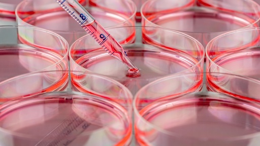 [SK-STEM-113] Rat Muscle-Derived Stem Cells